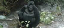 4 Days Gorilla Trekking Safari 